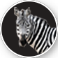 EcoTank Mono Zebra Icon