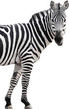 EcoTank Zebra