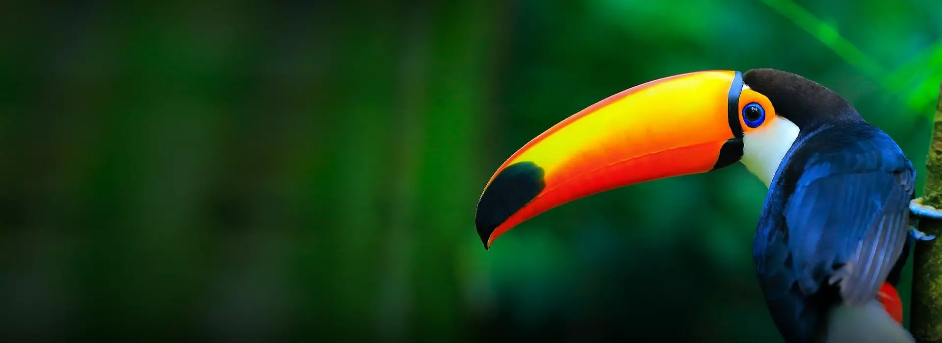 Brighter and vivid projection