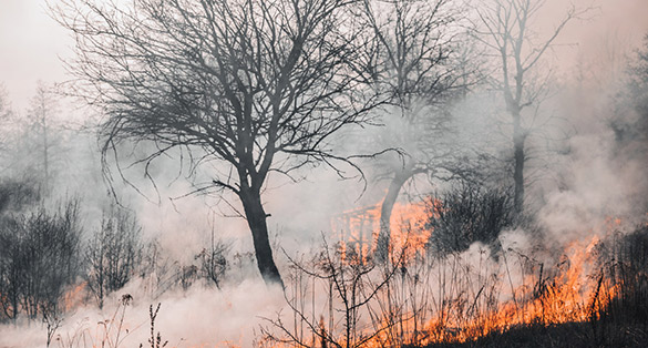 Bush Fire