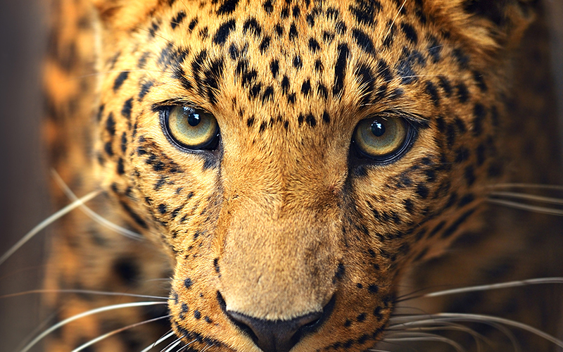 AI image enhancement ON