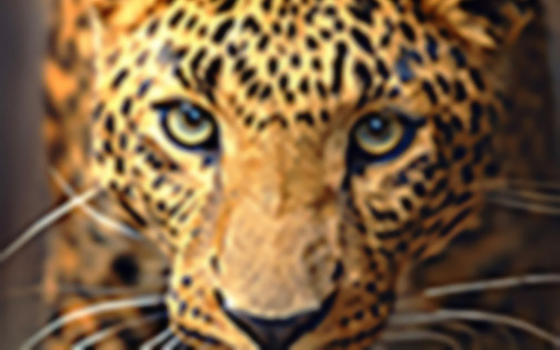 AI image enhancement OFF